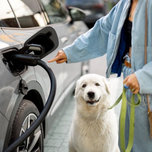 Woman with dog pulling a charging plug out of her EV car,
